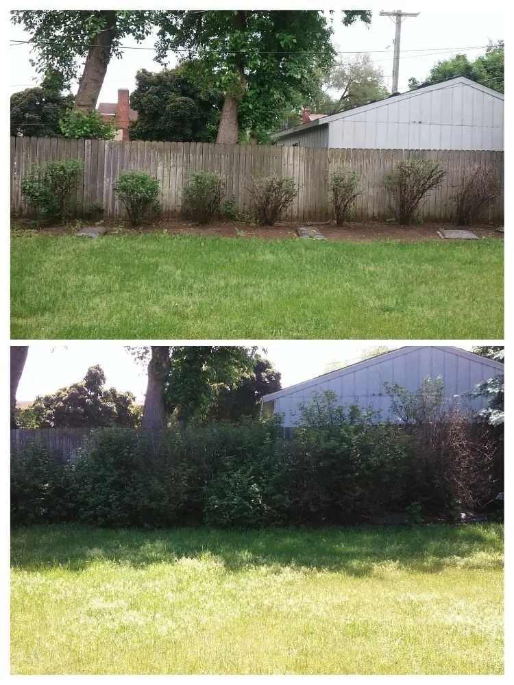 Affordable outdoor landscaping in Taylor, MI - Clean Ups