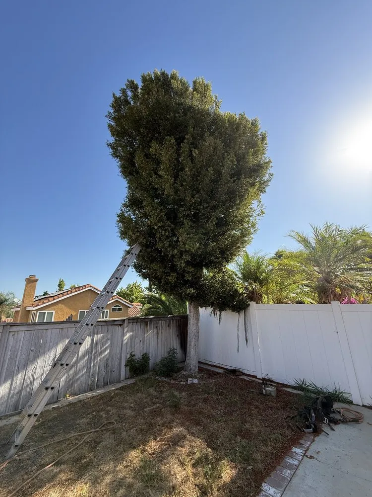 Custom yard maintenance for year-round maintenance across Chino, CA - Clean View Tree Service and Landscaping