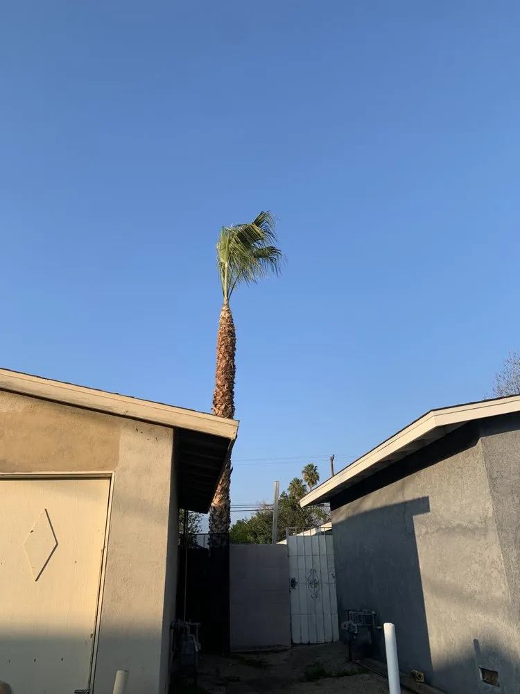 Top-rated yard cleanup service for beautiful yards in Chino, CA by Clean View Tree Service and Landscaping