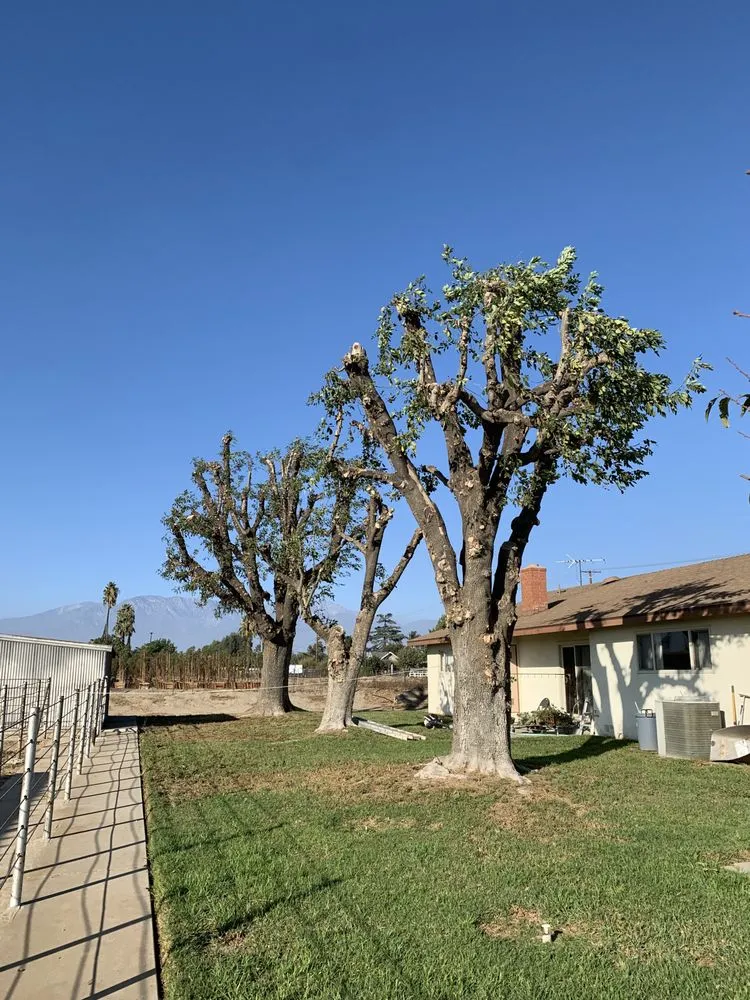 Top-rated outdoor landscaping in Chino, CA by Clean View Tree Service and Landscaping