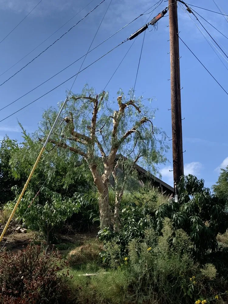 Reliable yard maintenance in Chino, CA - Clean View Tree Service and Landscaping