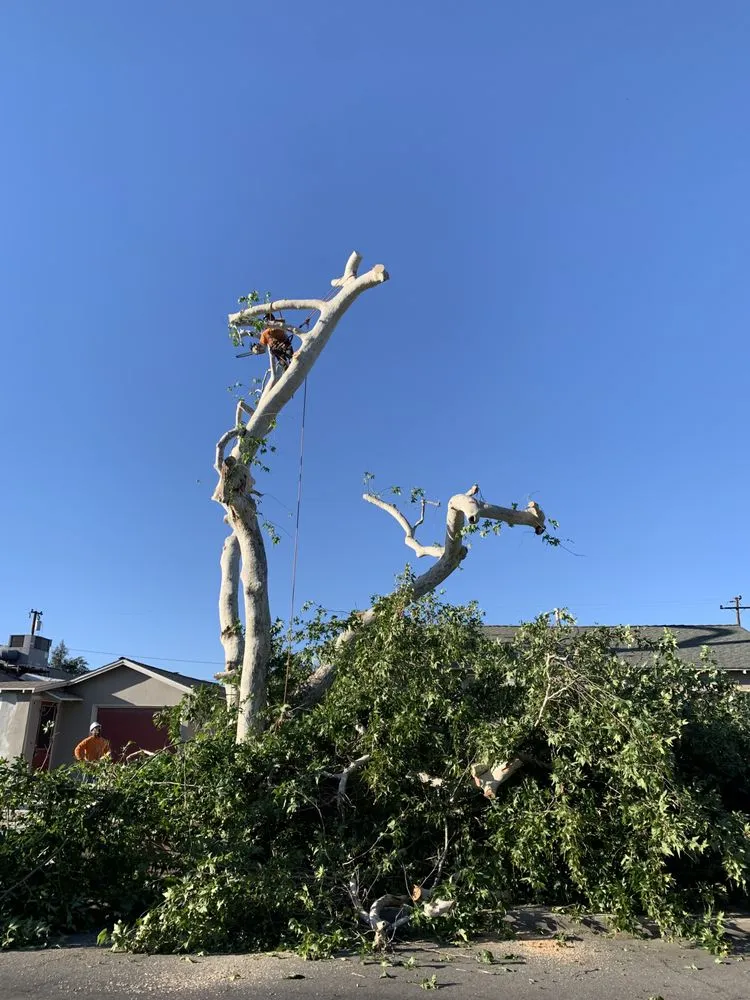 Top-rated lawn care service with custom design across Chino, CA - Clean View Tree Service and Landscaping