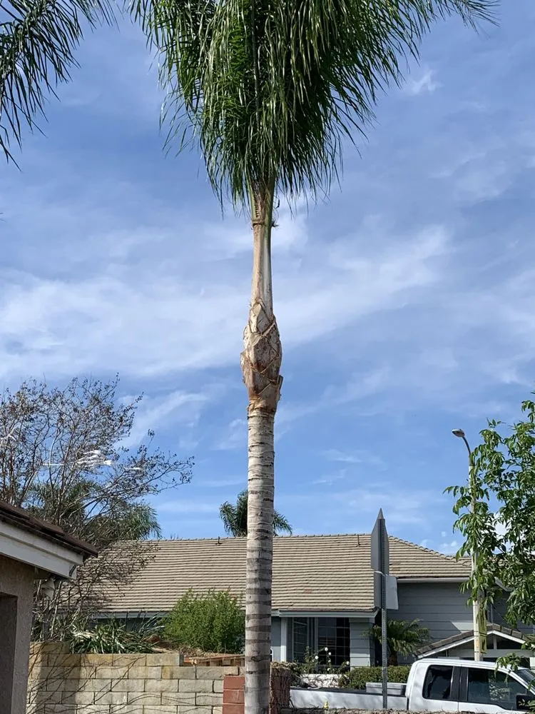 Expert lawn mowing service in Chino, CA - Clean View Tree Service and Landscaping