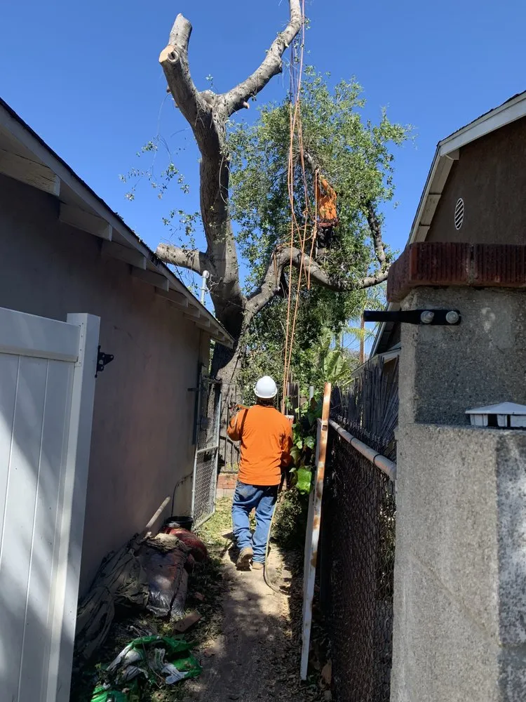 Affordable landscape design experts serving Chino, CA - Clean View Tree Service and Landscaping