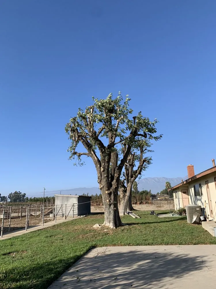 Local landscape installation in Chino, CA - Clean View Tree Service and Landscaping