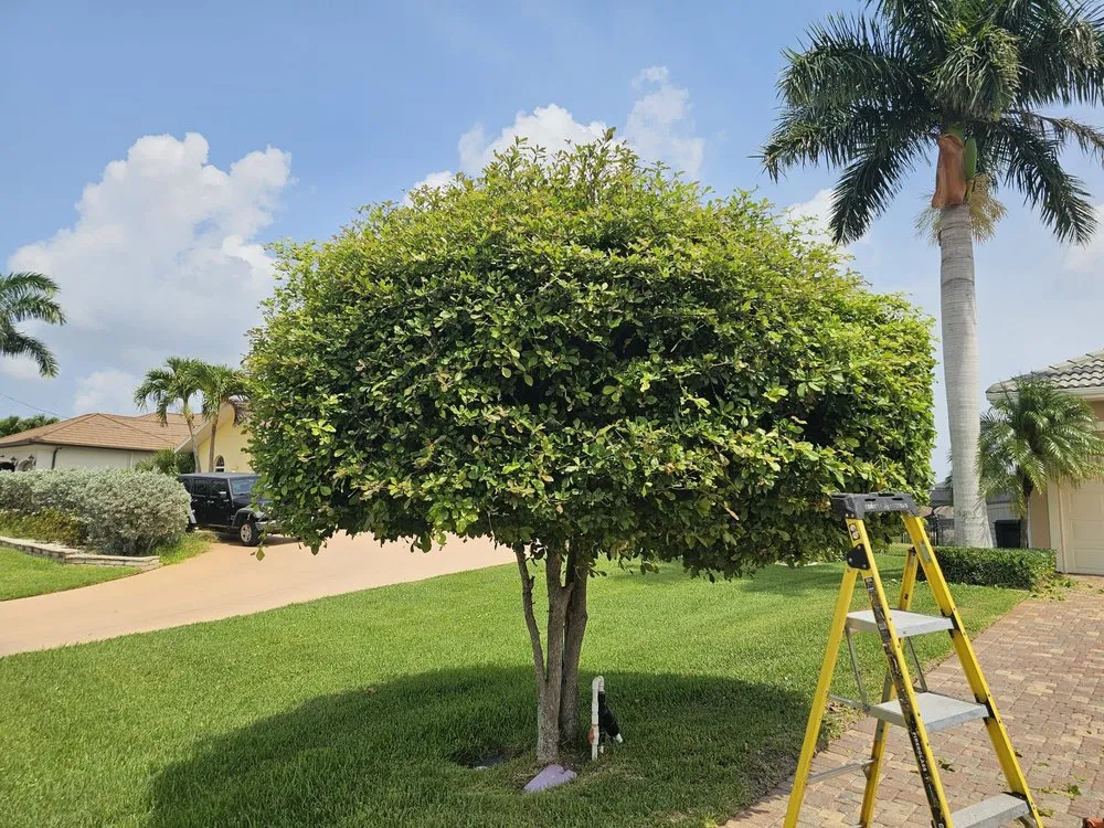 Local garden landscaping for outdoor upgrades across Cape Coral, FL - Clean View Tree Services SW Florida