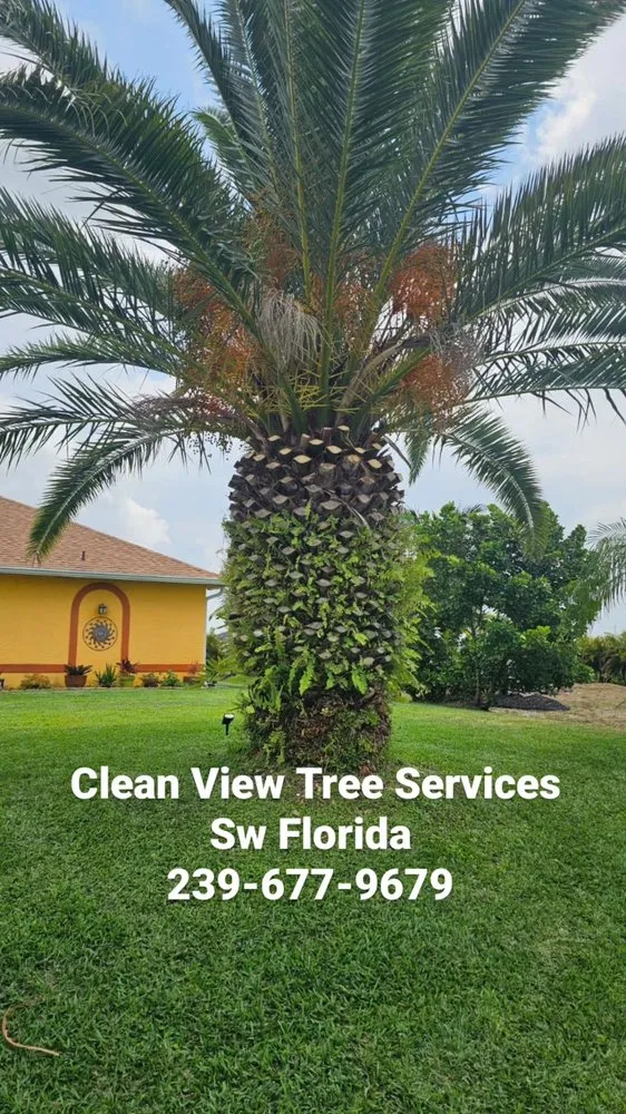 Trusted yard maintenance for year-round maintenance in Cape Coral, FL by Clean View Tree Services SW Florida