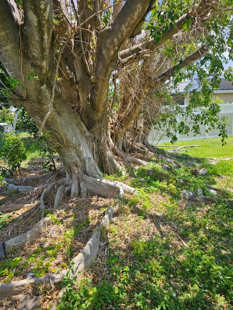 Trusted garden landscaping for outdoor upgrades in Cape Coral, FL by Clean View Tree Services SW Florida