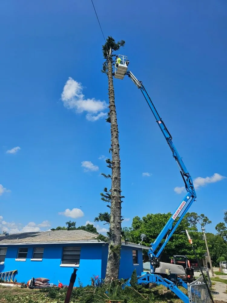 Affordable landscape installation for outdoor upgrades across Cape Coral, FL - Clean View Tree Services SW Florida