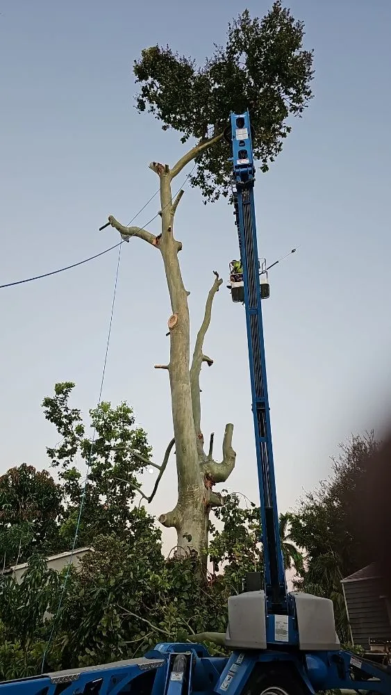 Custom landscape installation for homes in Cape Coral, FL by Clean View Tree Services SW Florida
