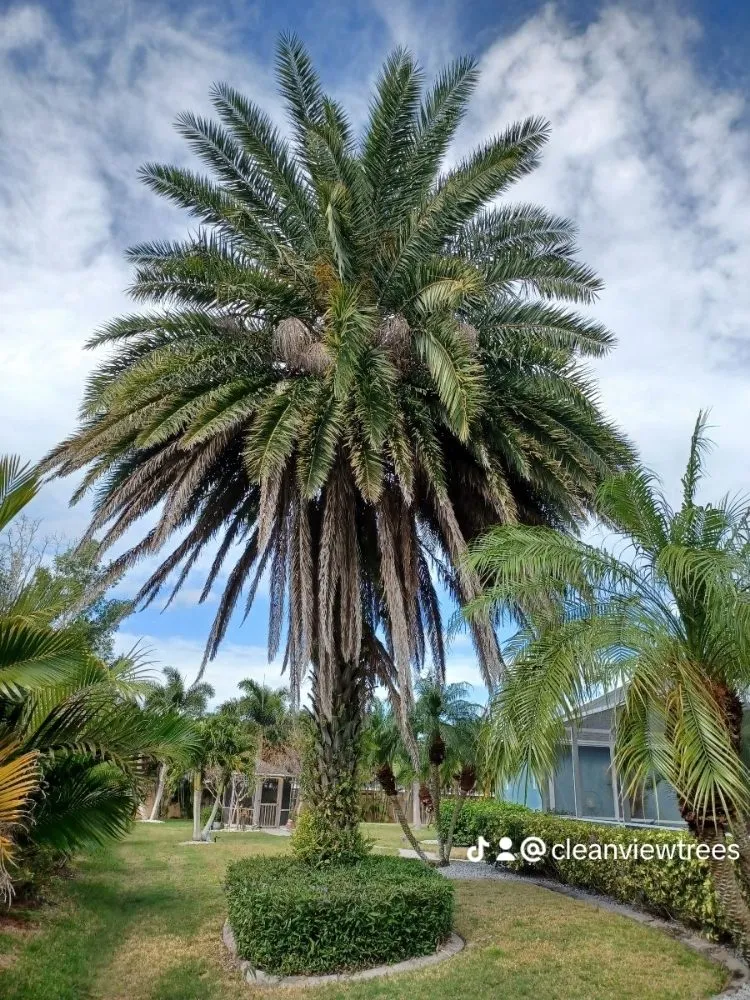 Affordable landscape design experts serving Cape Coral, FL - Clean View Tree Services SW Florida