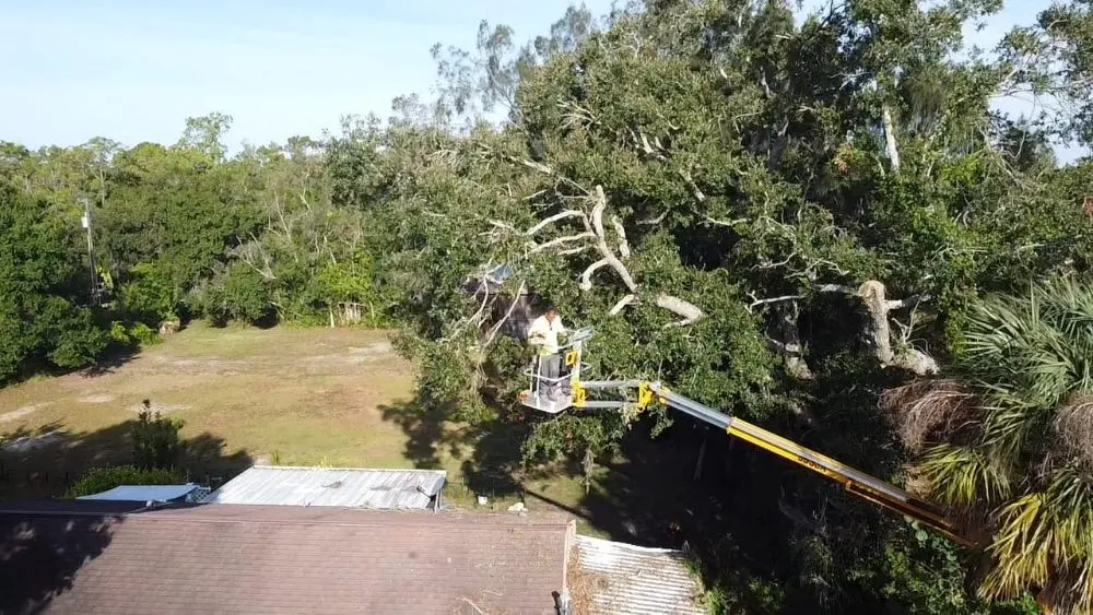 Top-rated lawn care service in Cape Coral, FL by Clean View Tree Services SW Florida