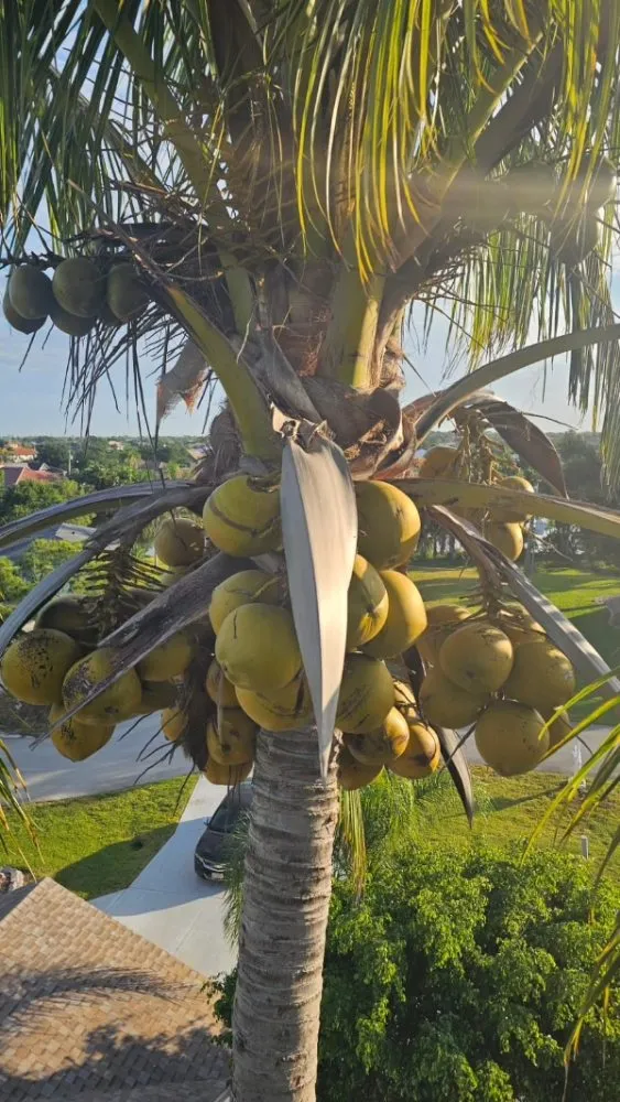 Custom yard maintenance experts serving Cape Coral, FL - Clean View Tree Services SW Florida