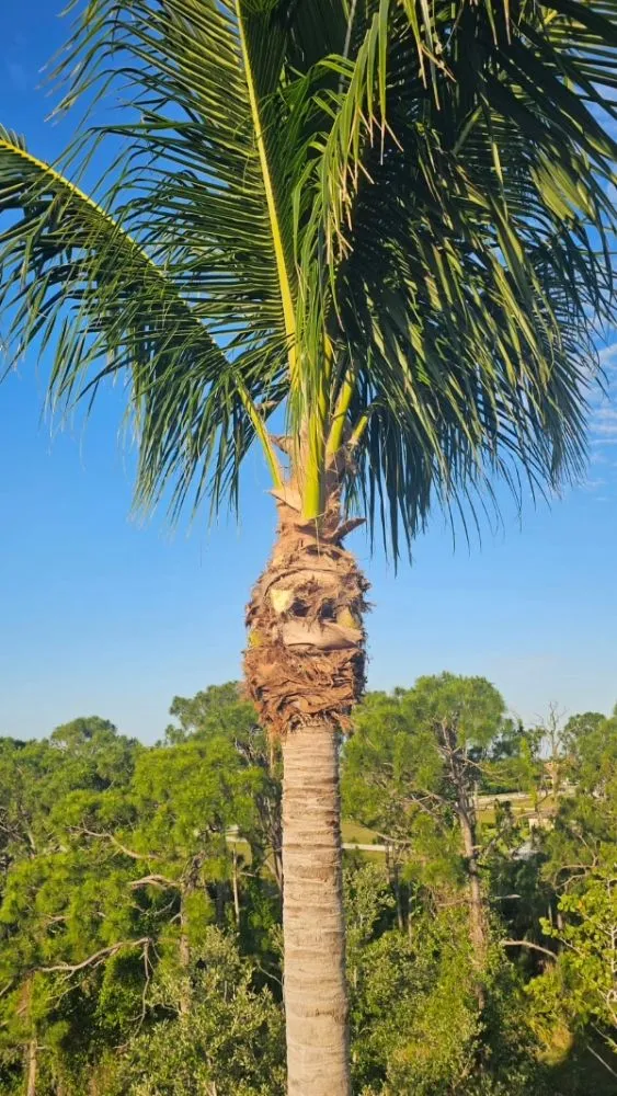 Professional lawn mowing service in Cape Coral, FL by Clean View Tree Services SW Florida