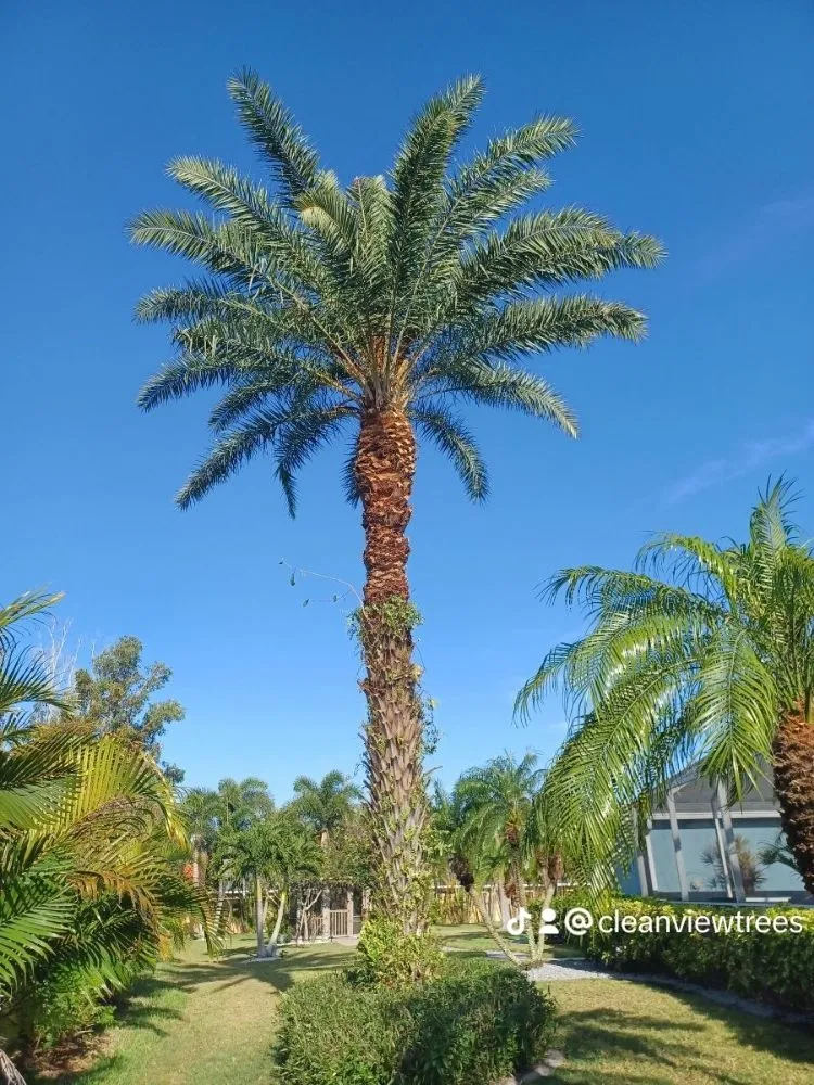 Local lawn care service with custom design in Cape Coral, FL by Clean View Tree Services SW Florida