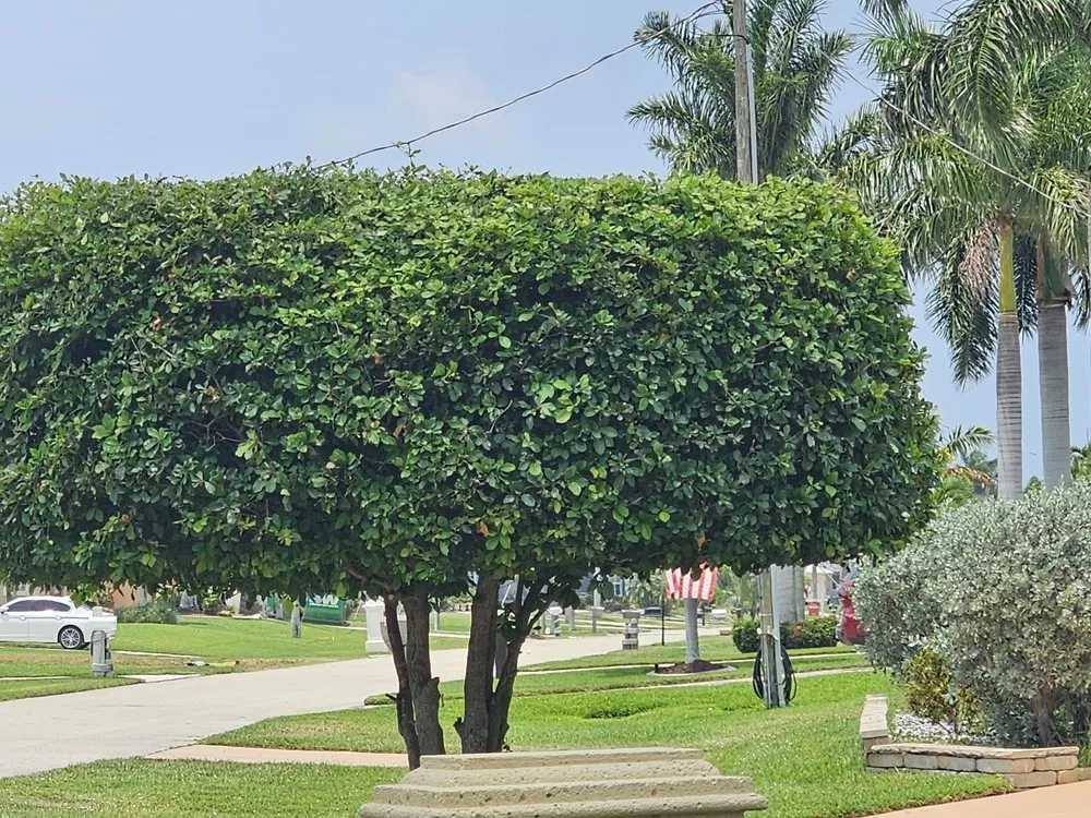 Trusted landscape design in Cape Coral, FL by Clean View Tree Services SW Florida