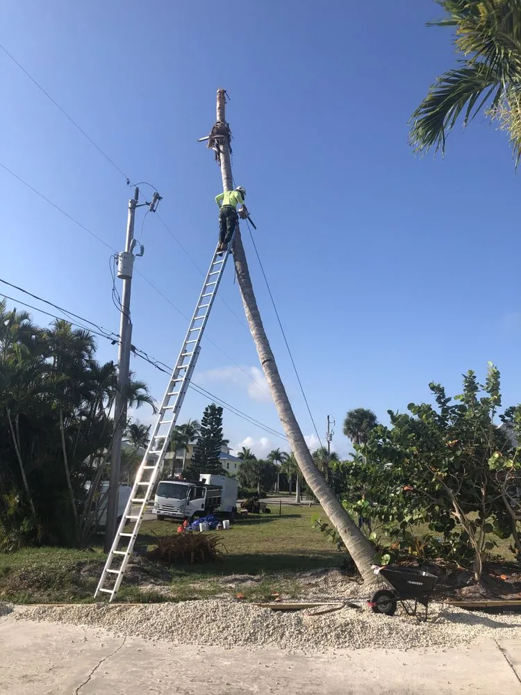 Expert yard cleanup service experts serving Cape Coral, FL - Clean View Tree Services SW Florida