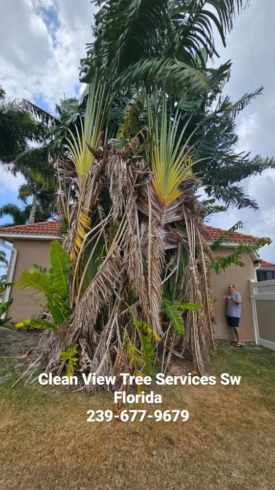 Trusted landscape design for year-round maintenance in Cape Coral, FL by Clean View Tree Services SW Florida