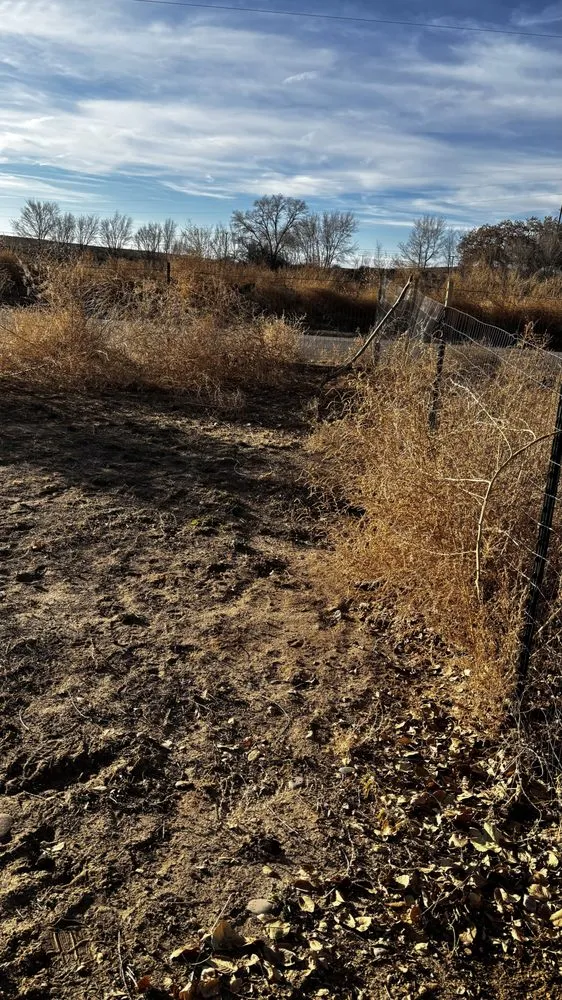 Trusted landscaping services in Albuquerque, NM by Clean Yards R US