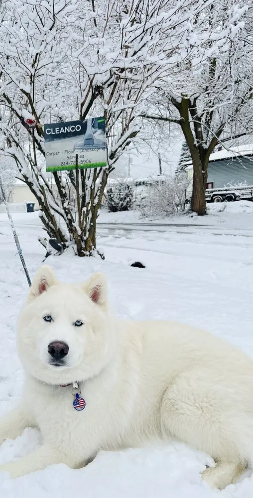 Professional lawn care service for homes across Erie, PA - CleanCo