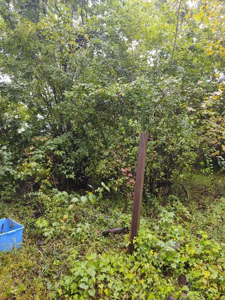 Reliable lawn care service experts serving Goose Creek, SC - Cleanify Pressure Washing & Hauling