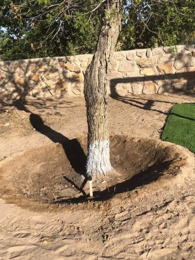 Top-rated garden landscaping for year-round maintenance across Las Cruces, NM - CleaninBoyz