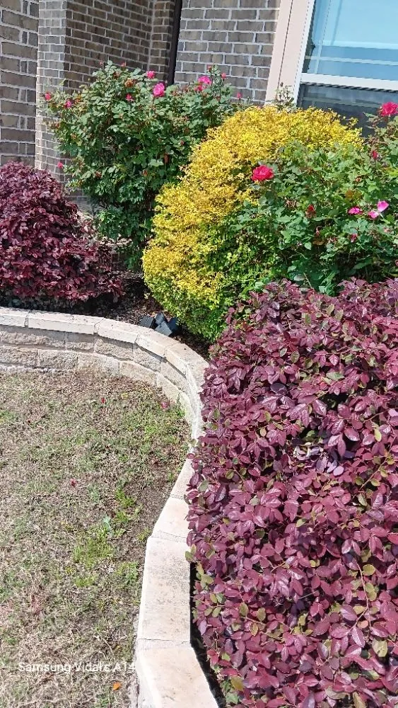 Top-rated yard maintenance for outdoor upgrades across Garland, TX - Cleanpro Lawncare