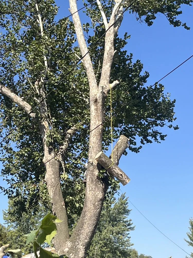 Professional yard maintenance for homes across Ames, IA - CleanScape Solutions