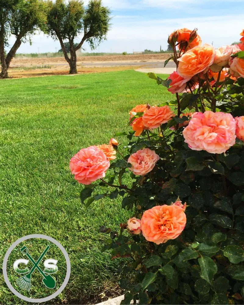 Expert lawn mowing service for homes in Turlock, CA by Cleanscaping