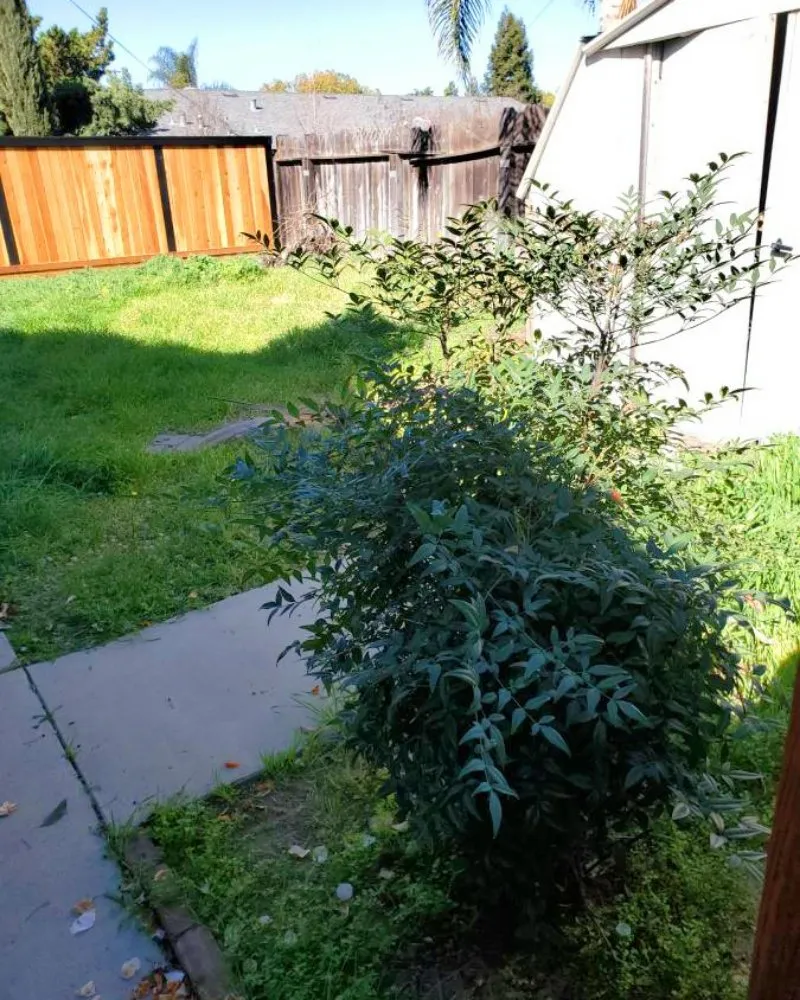 Top-rated yard cleanup service for residential properties across Turlock, CA - Cleanscaping