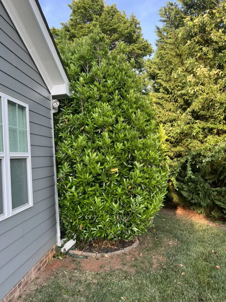 Trusted landscaping services in Greensboro, NC by Clear Advantage Landscaping