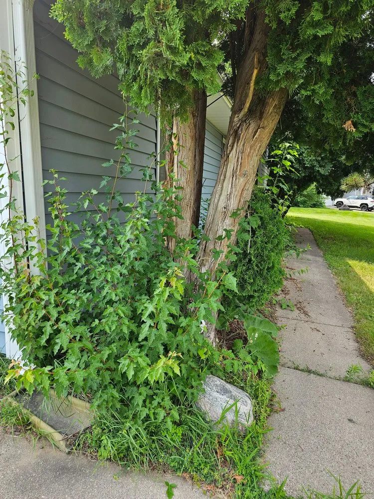 Reliable outdoor landscaping in Shakopee, MN by Clear Choice Services