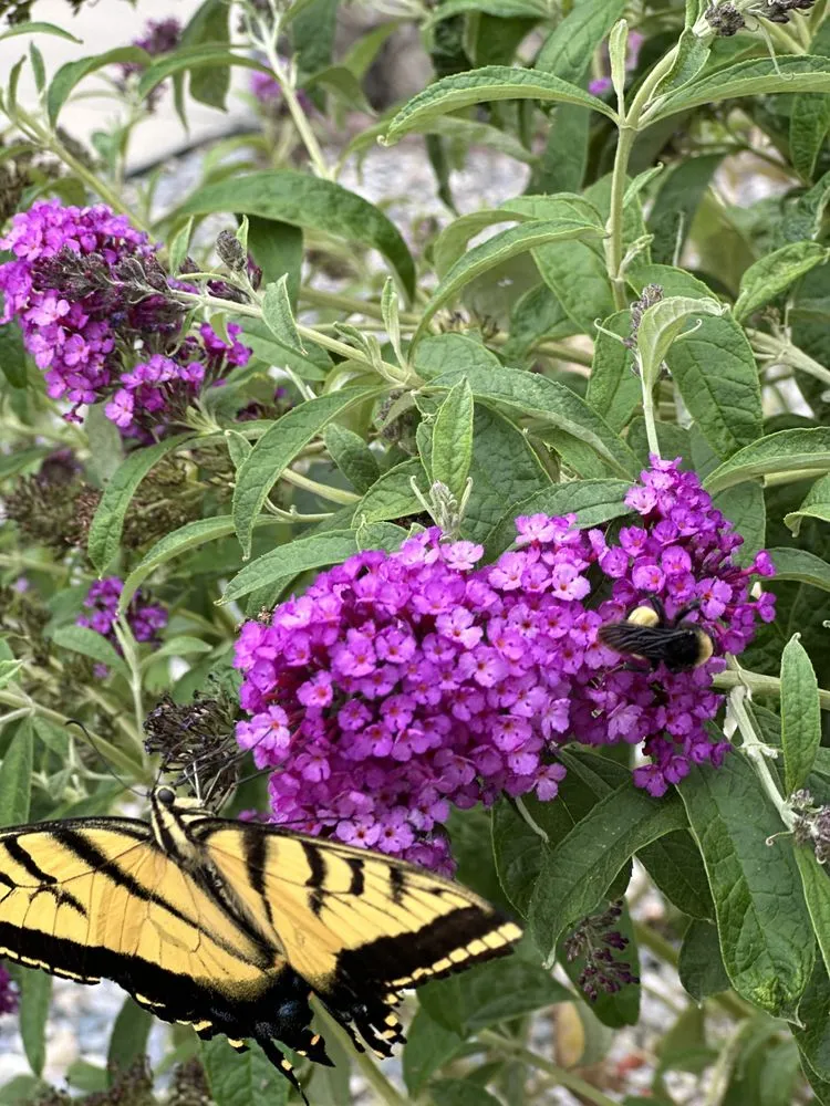 Professional outdoor landscaping in Farmington, NM - Clear Creek Landscape