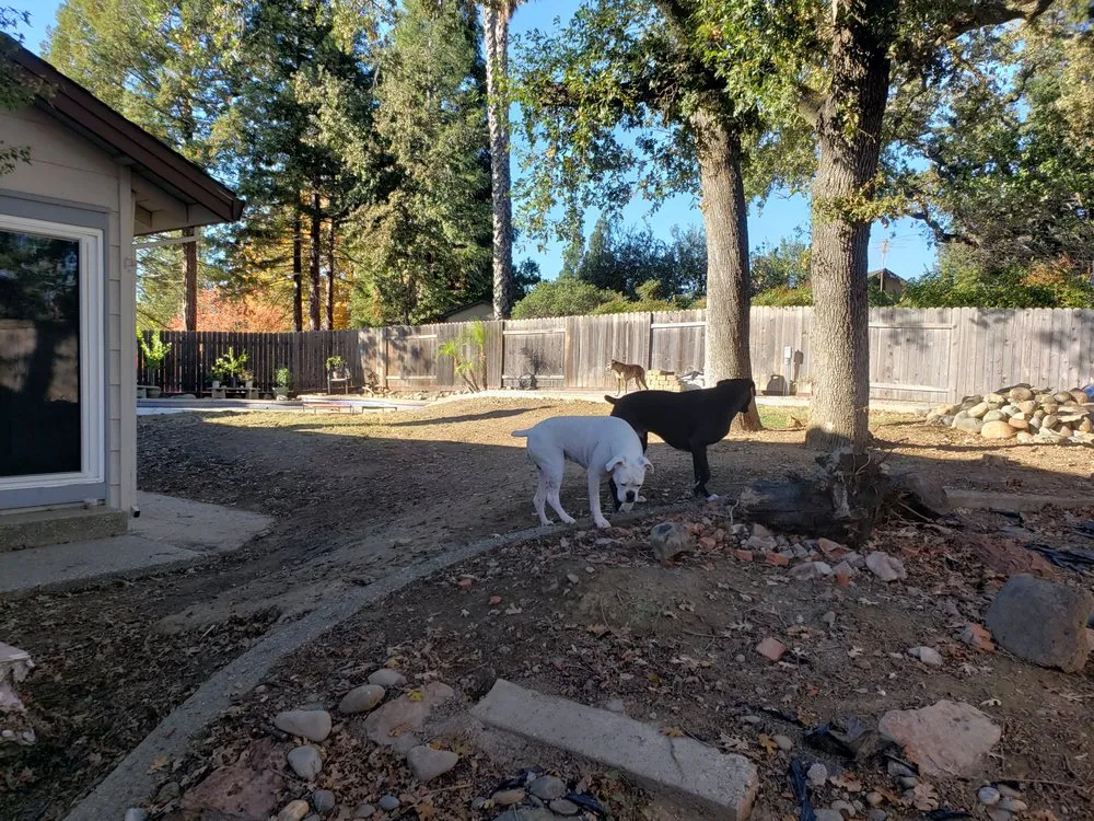 Professional yard maintenance in Orangevale, CA by Clear Cut Landscaping