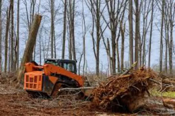 Clear Cuts Land Clearing