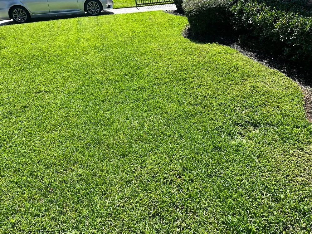 Expert landscape installation in Katy, TX - Clear Site Tree Service