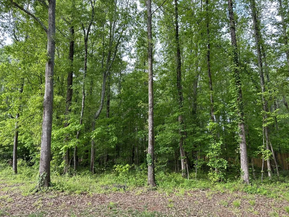 Top-rated yard cleanup service in Winder, GA - Clear View Forestry Services