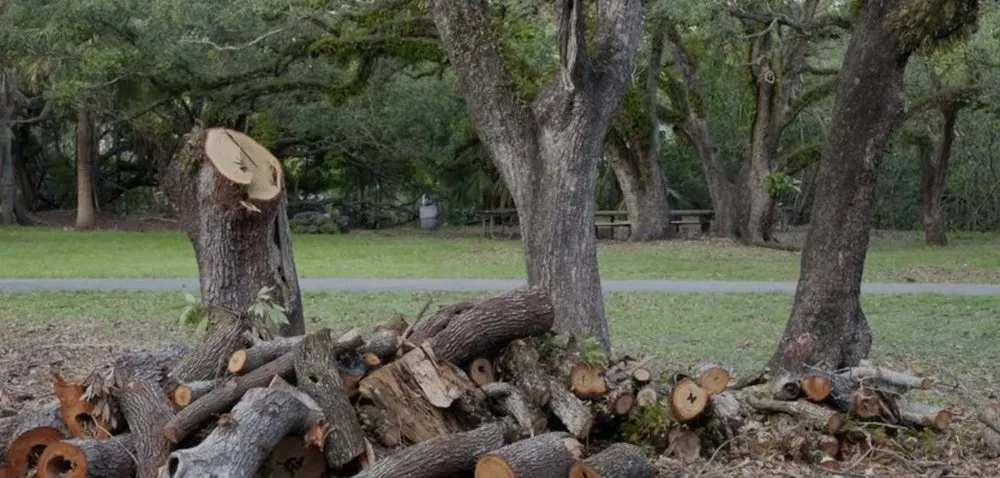 Top-rated landscape installation for homes across Knoxville, TN - Clear View Land Services