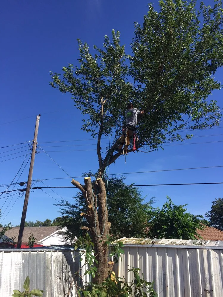 Local yard cleanup service in Edmond, OK - Clear View Tree Service