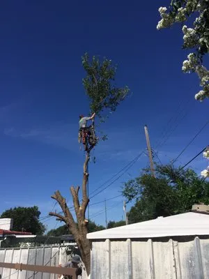 Clear View Tree Service Logo