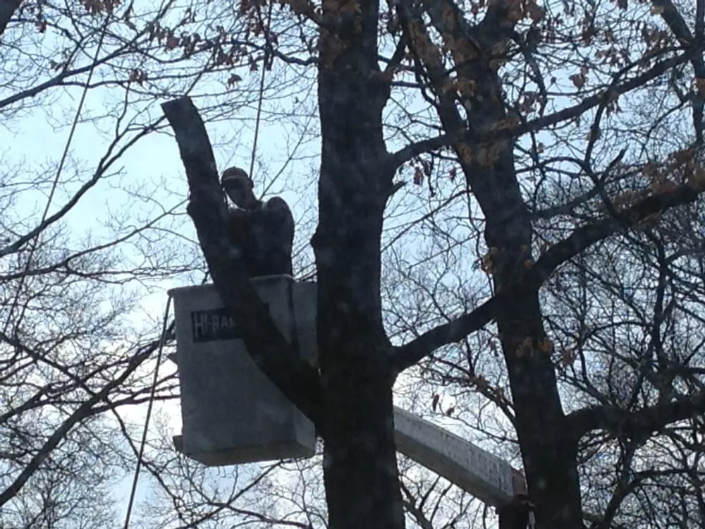 Custom yard cleanup service near you in Ludington, MI by Clear View Tree Service