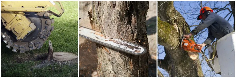 Custom yard cleanup service near you across Denver, CO - Clear Water Cleaning & Landscaping