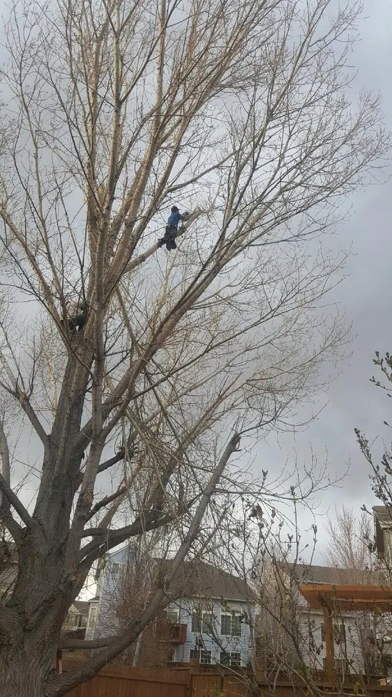 Reliable lawn mowing service in Denver, CO by Clear Water Cleaning & Landscaping