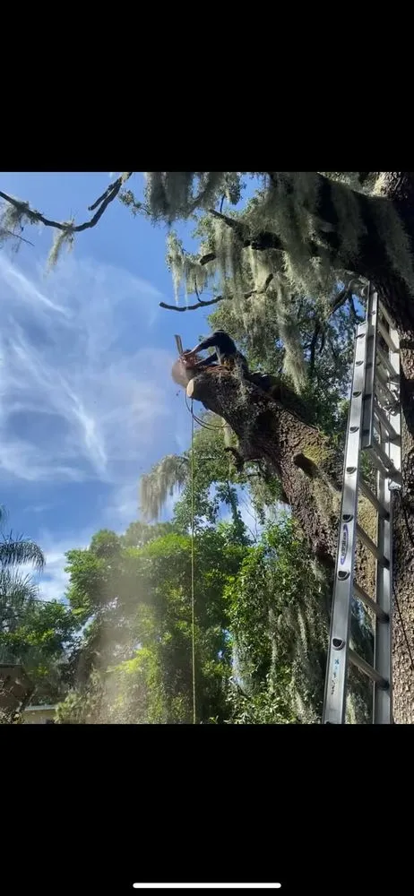 Top-rated yard cleanup service in Haines city, FL - Clear Water Lawn Pros