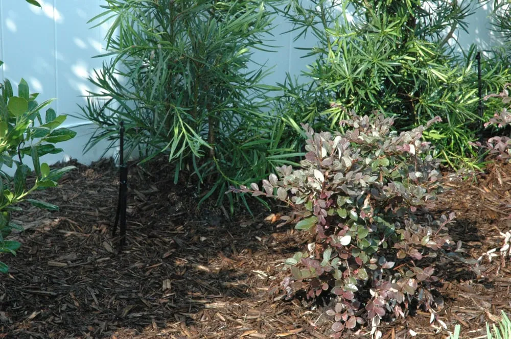 Affordable yard cleanup service experts serving Casselberry, FL - Clear Water PSI