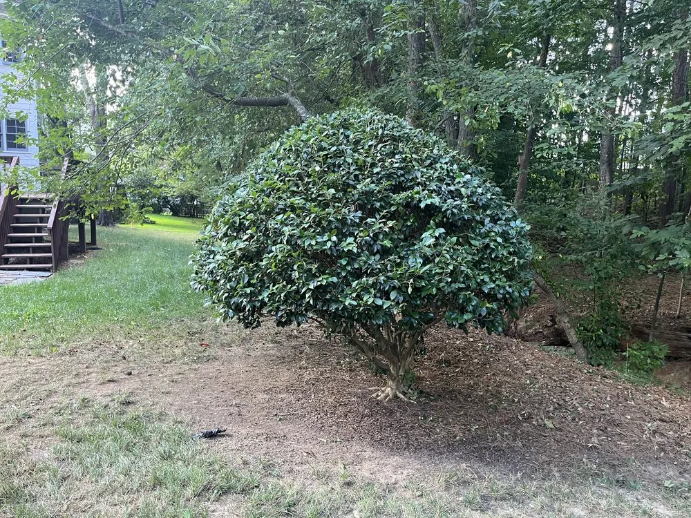 Reliable landscape installation near you in Eugene, OR by ClearLine Service Company