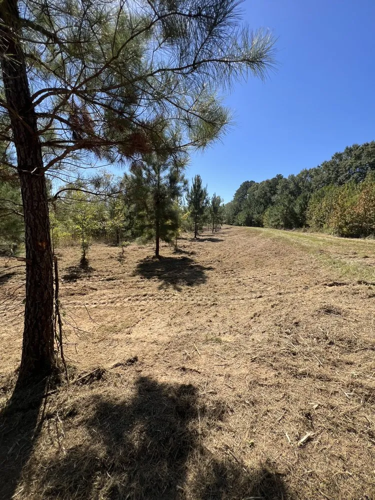 Top-rated residential landscaping experts serving Cottondale, AL - Clearscape Land Management