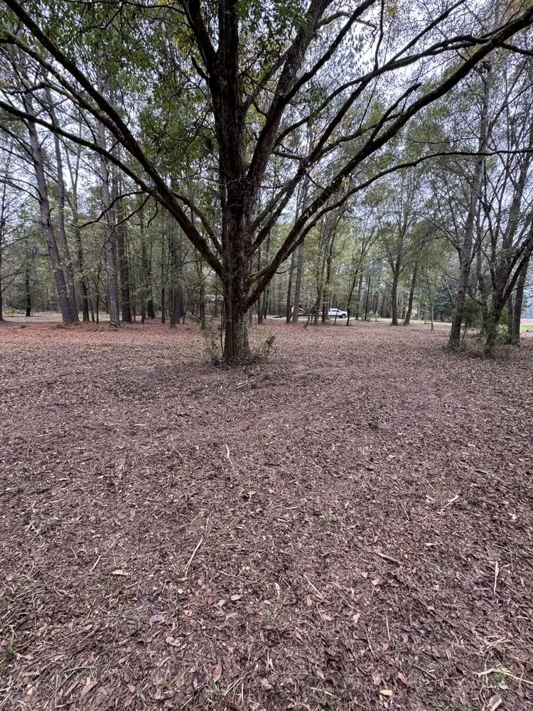 Trusted lawn care service in Cottondale, AL by Clearscape Land Management