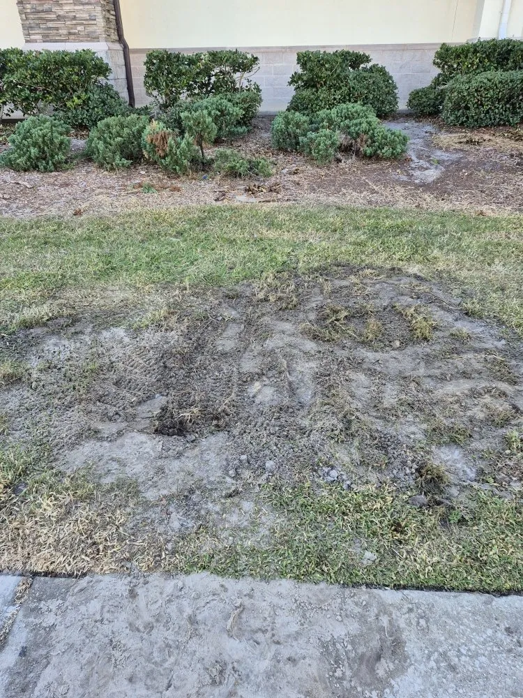 Reliable landscaping services in Orlando, FL by ClearStream Irrigation