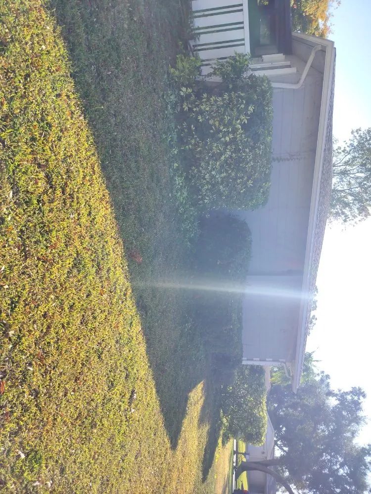 Top-rated yard maintenance for homes across St. Petersburg, FL - Clearview Handy Crew